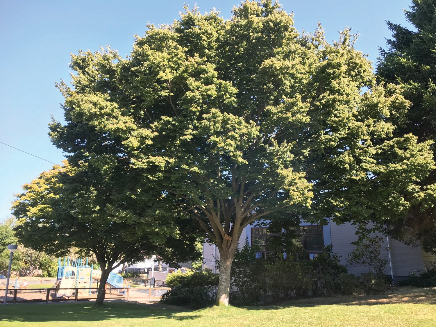 Two Zelkova trees offer aesthetic beauty and shade at the Port Townsend Community Center.